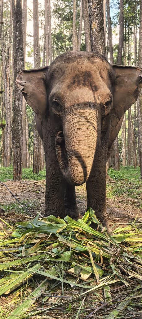 An elephant standing among trees at Aek Nauli, feeding on fresh green branches