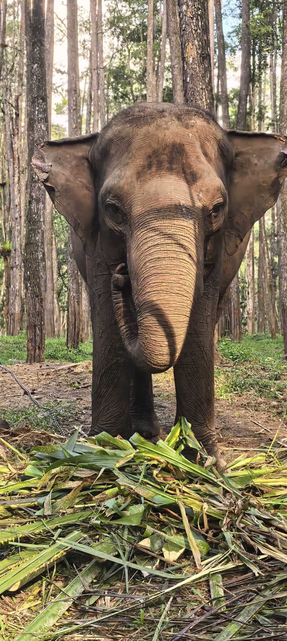 An elephant standing among trees at Aek Nauli, feeding on fresh green branches